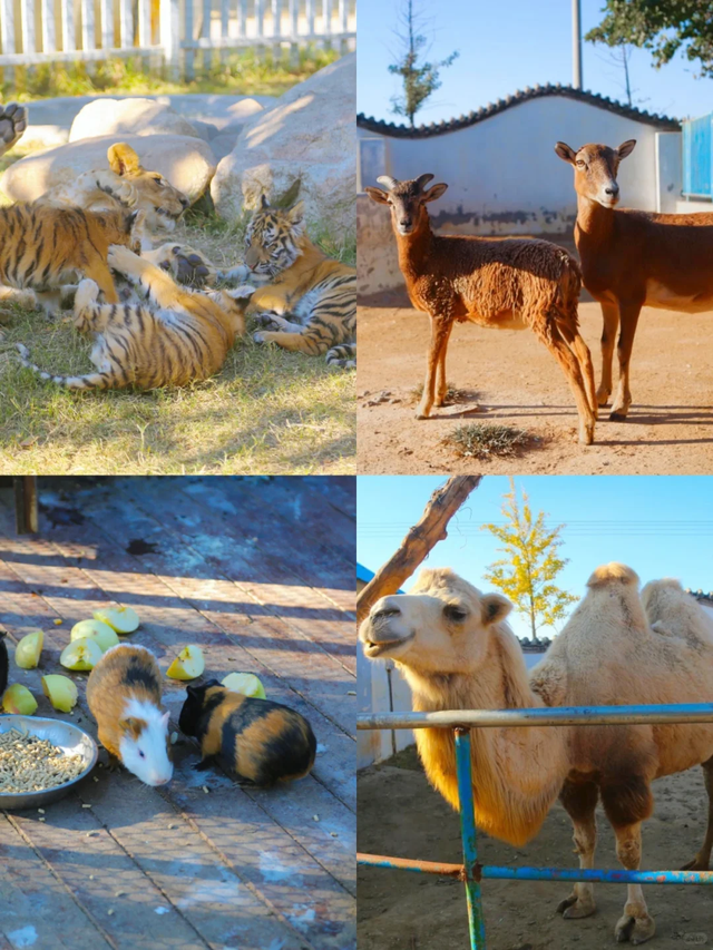 在山东这个“神仙小城”，远离人潮，过几天山海相依、文墨飘香的日子