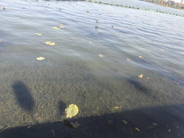 碧云天，黄叶地。秋色连波，波上寒烟翠一一玄武湖银杏迟