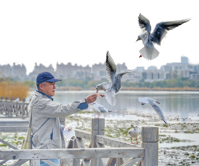 红嘴鸥如约而至 让湖城秋景更美双向奔赴 全城护鸟