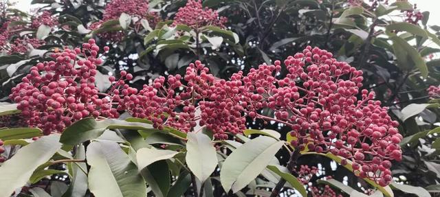 红果累累！森林公园石楠果红了，满树红果笑寒风！