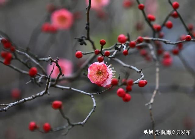 冬日“梅”景，真美！