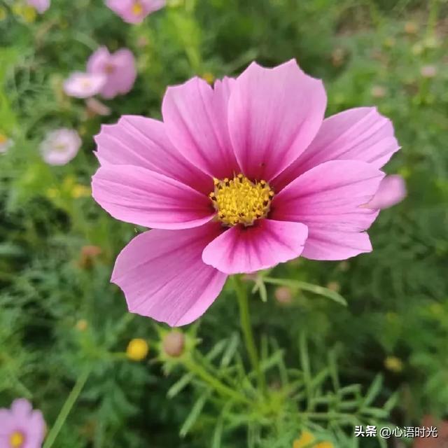 没看错吧？头条上有103万的粉丝，是如何做到的
