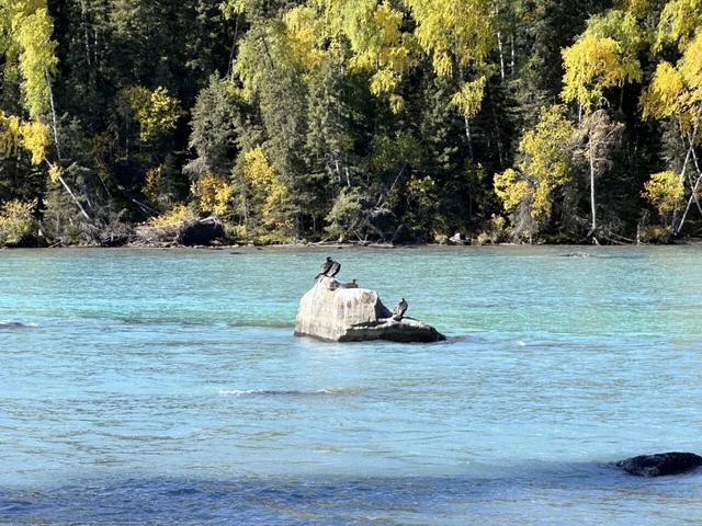 五彩斑斓喀纳斯