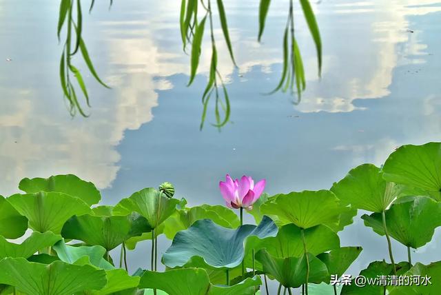 荷花是夏季里最曼妙的风景