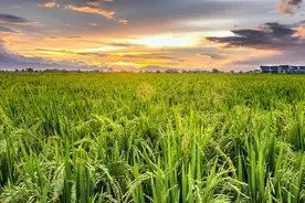 主力的洗盘与出货图片