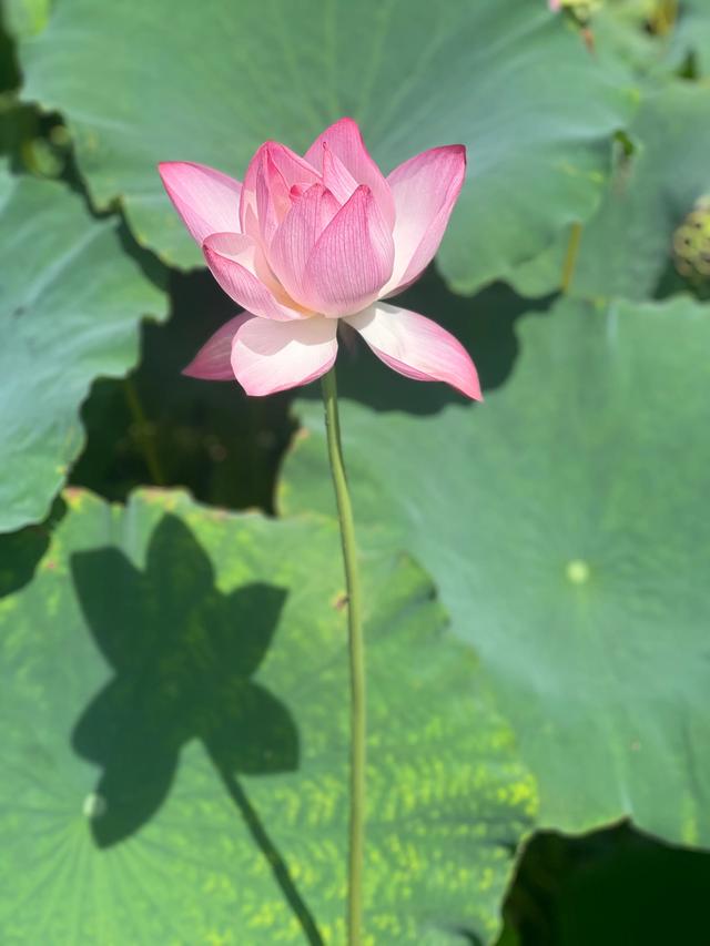 夏日西湖，8月9日。