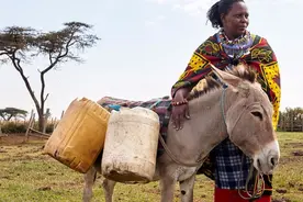 我国为啥依赖非洲的驴？每年进口300万头，国内养殖的不够用吗？图片