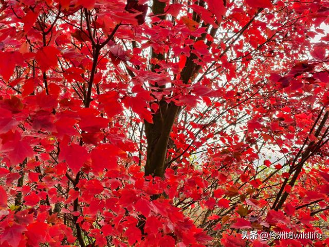 四川行(75)广汉②金雁湖公园·黑塔街·龙居寺