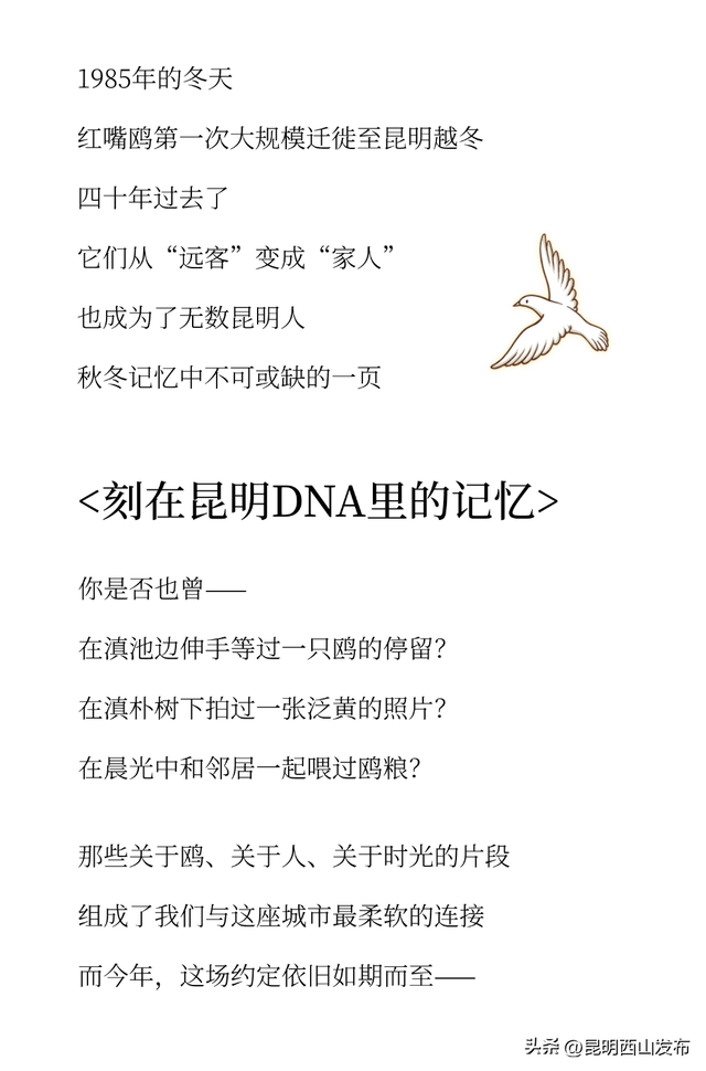 金色滇朴已上线！西山这份独属的浪漫美成昆明冬日封面