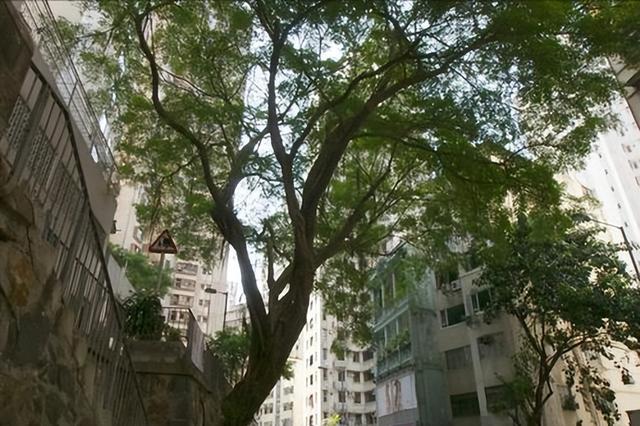 百年石墙，一树共生，香港石墙树与城市的百年对话