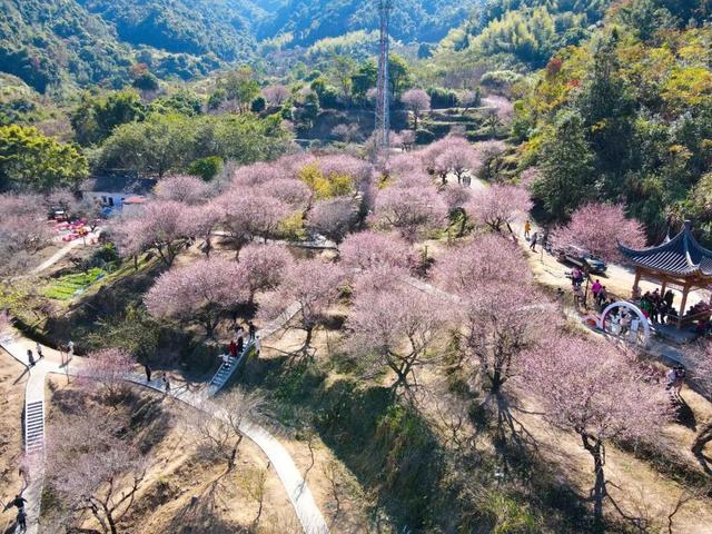 惠聚美好丨梁化梅园迎来最佳观赏期，错过等一年！