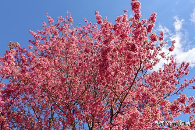 寻甸羊街：故乡的冬樱花盛开