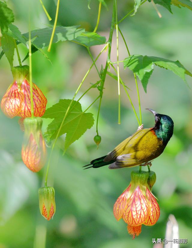 叉尾太阳鸟	，拥抱反纹悬铃花