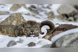 贺兰山3只雪豹“串门”了！它们见着面了吗?图片