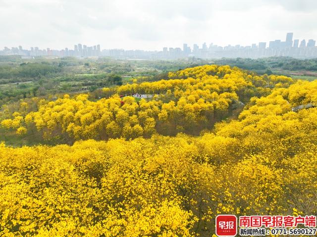 南宁青秀山惊艳亮相天安门展播，向全国发出邀请：春日花开正好 等你来！