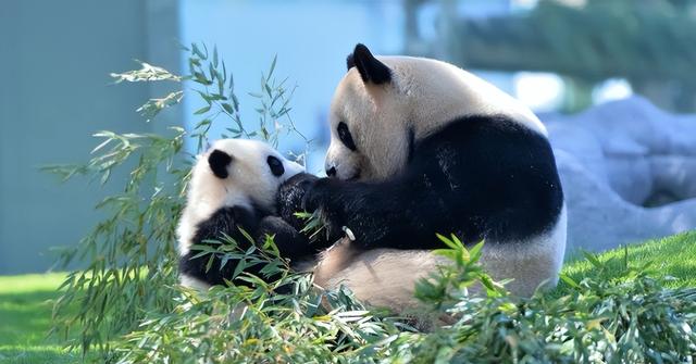 最后关头，高市政府通告中国	，希望租借新熊猫，中方误判了日本？