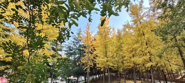 寻美薛城丨金色之约！森林公园银杏黄了！