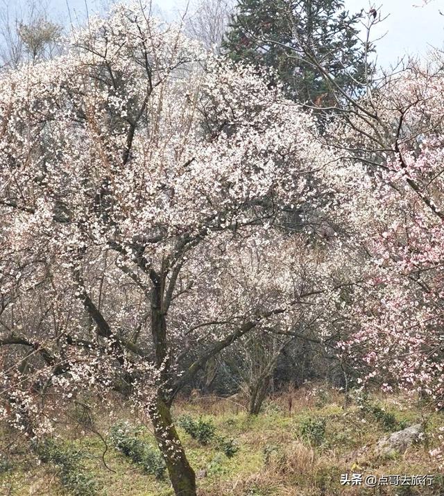 成都惊现6000亩梅林，花开成海超级壮观，免费，不要门票！