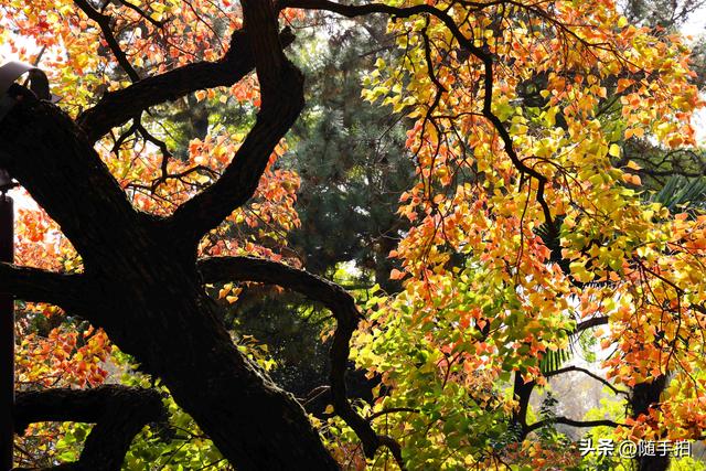 秋色绚烂，上海闵行红园乌桕色彩斑斓梦幻如画