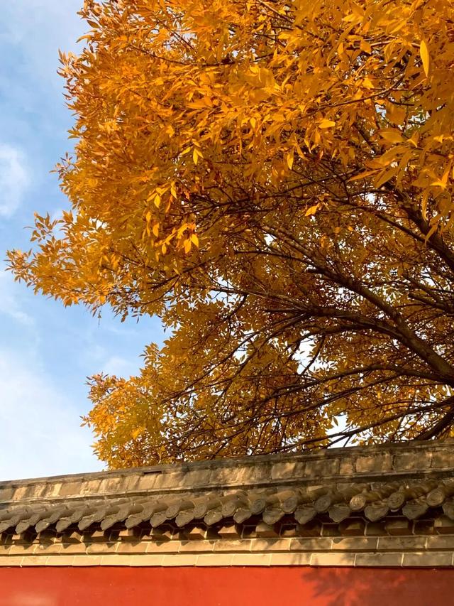 红与黄！我不允许还有人不知道这个打卡点！