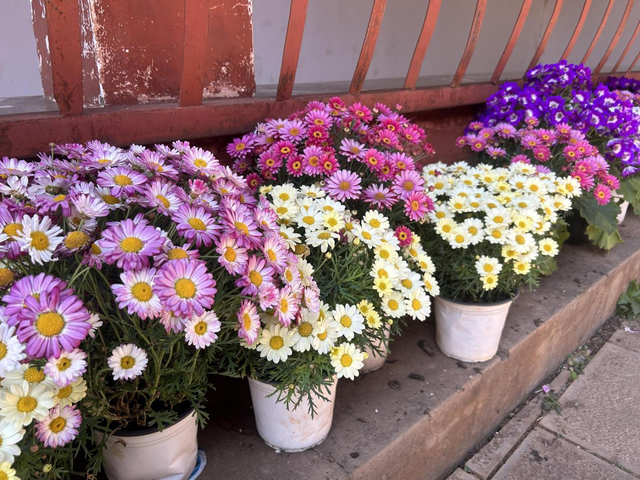 花漾昙华再升级！昙华寺公园第十五届牡丹花展持续焕新，以票换花邀您把春带回家！