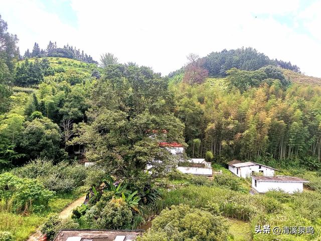 溪山环处的旧影与新绿共长——记柏树下村