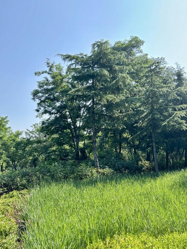 一座藏在青岛主城区内的森林氧吧