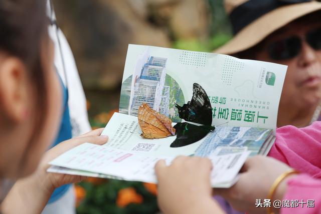 黄金周限定千蝶齐飞，上海世博文化公园“璀璨之秋”