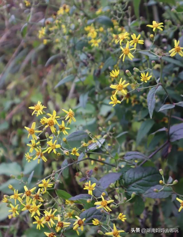 1.5h直达!藏在山野里的捡秋秘境,瀑布+挖宝双buff拉满!