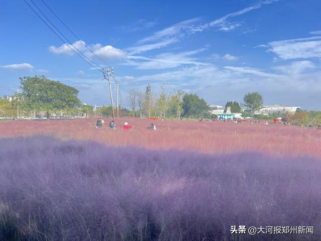 不出郑州，也有浪漫风景！ 郑东新区自动驾驶一号线邀您与粉黛子拥抱秋天