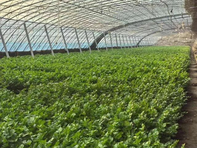 开封，“丰”景正好！