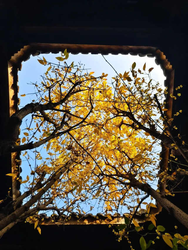 寒风再烈、冬日再冷，蜡梅照样艳压全场！