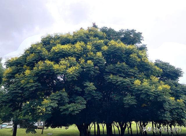 成都公园难得一见的旷野之景，画面超级唯美，地铁公交到达！