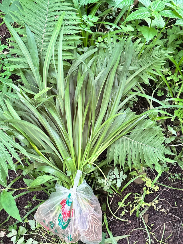 比青城山冷门100倍！成都1.5h直达冷门秘境+千年古树+迷雾森林