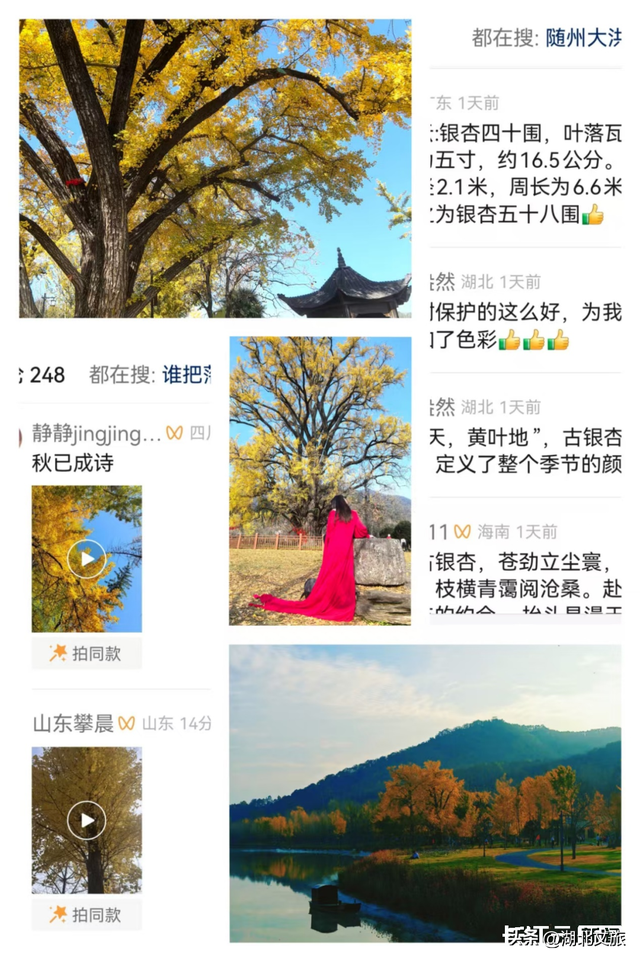 评分秋色：随州为啥被称为“杏”运城市？