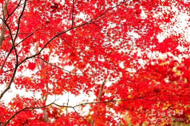 鲁迅公园枫叶红了！红黄青绿交织秋意浓~超出片