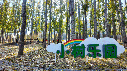 顺义白杨林：把冬日浅金，织进一帧鎏金诗篇里