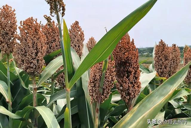 周末快冲！成都附近最大高粱梯田，红色浪漫超级壮观，公交车直达