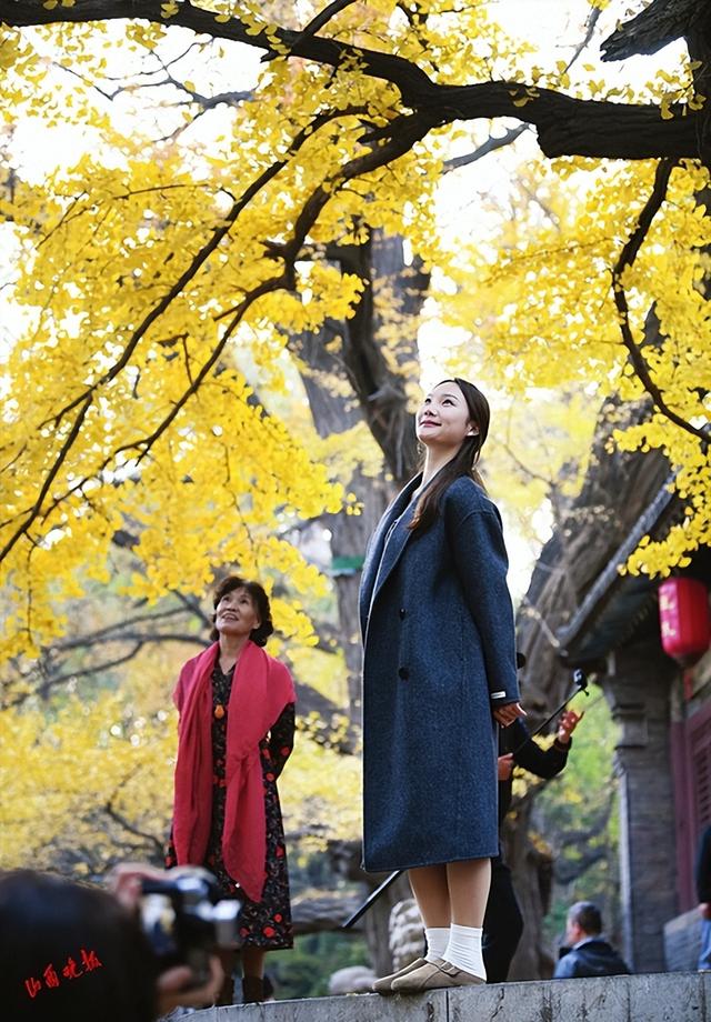 并州银杏黄 共醉一城秋