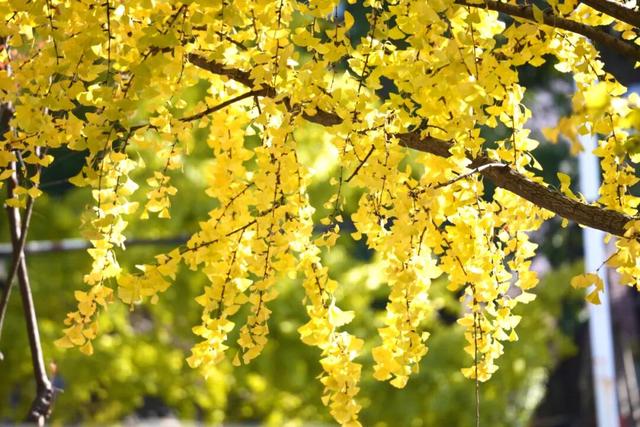 深秋的解放大道，安陆把最美的色彩泼给了它