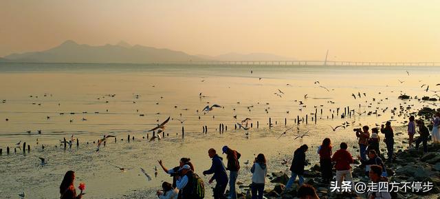 深圳湾观鸟：海舞鸟歌映盛世