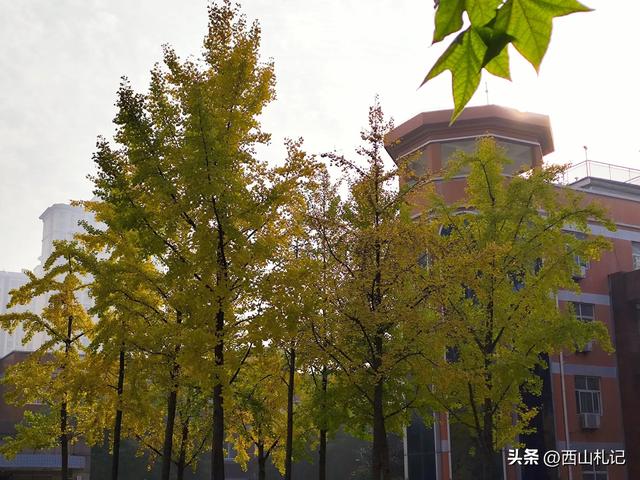 五线小城里的银杏大道,美翻全网的深秋景色原来在这里