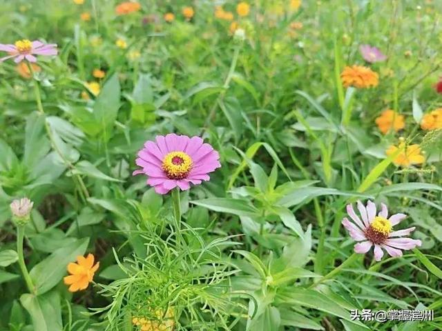 荫荷生凉！解锁滨州近郊一处新晋打卡地