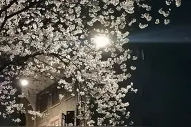 武大樱花在千里之外“盛开”！网友坐不住了图片