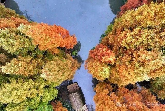 “杉杉”来了！崇州免门票小众宝藏秘境