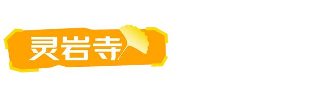 山东：时至初冬，银杏正当时