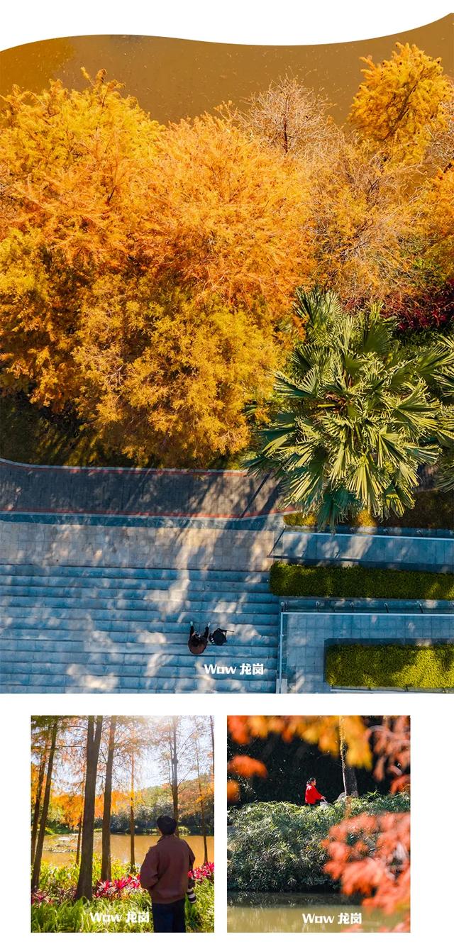 红了！龙岗落羽杉进入最佳观赏期！最全打卡攻略→