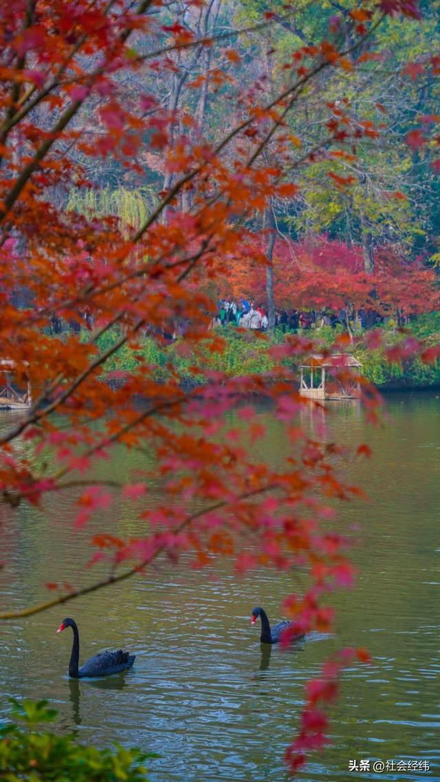 枫染栖霞醉金陵！明秀山红叶铺就秋日限定画卷