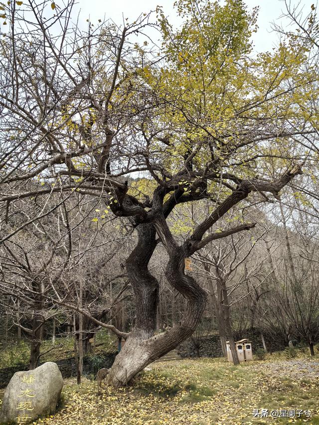 冬日，兄弟一同看古银杏（二）