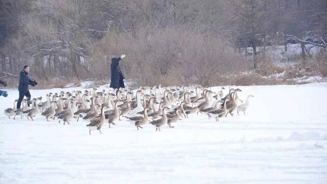 头鱼10888元成交！净月潭首届“潭鱼飞雁”冬捕活动启幕